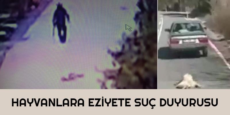 Hayvanlara Eziyete Suç Duyurusu