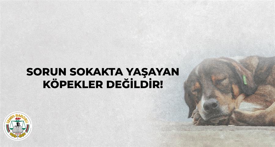 Sorun Sokakta Yaşayan Köpekler Değildir!